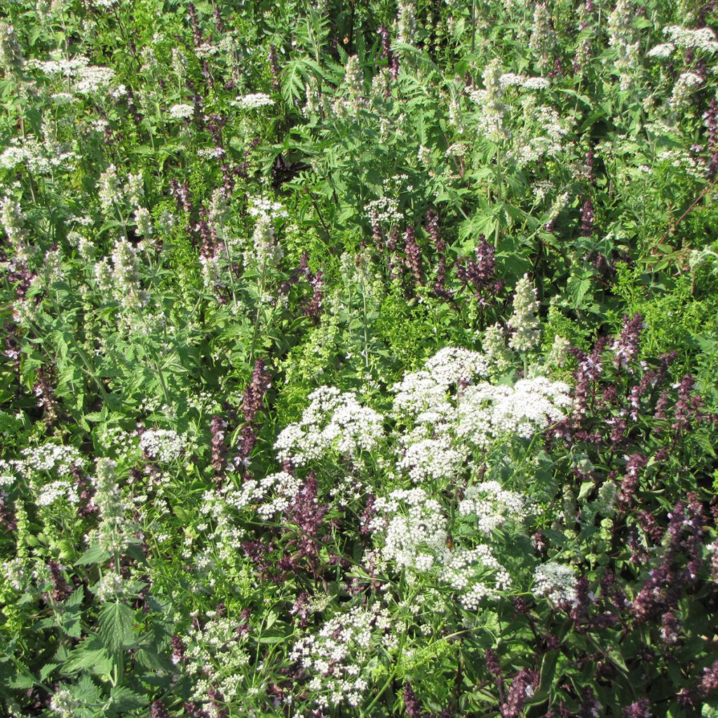 Mezcla de flores para ahuyentar mosquitos