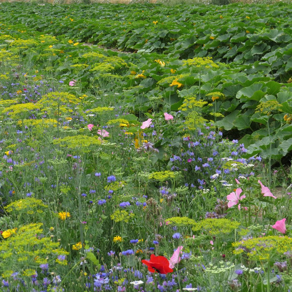 Mezcla de flores protectoras del huerto BIO