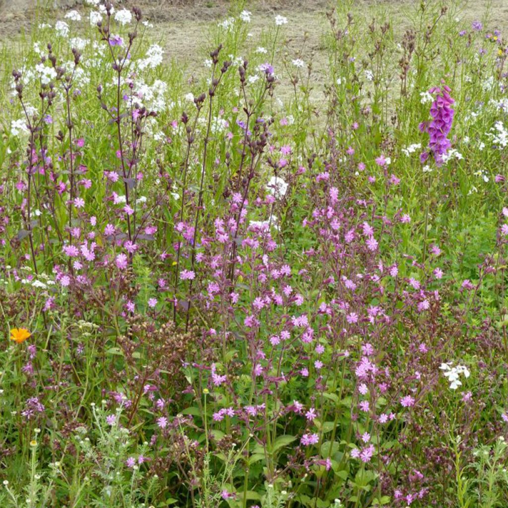 Mezcla de flores silvestres Sombras y Luces