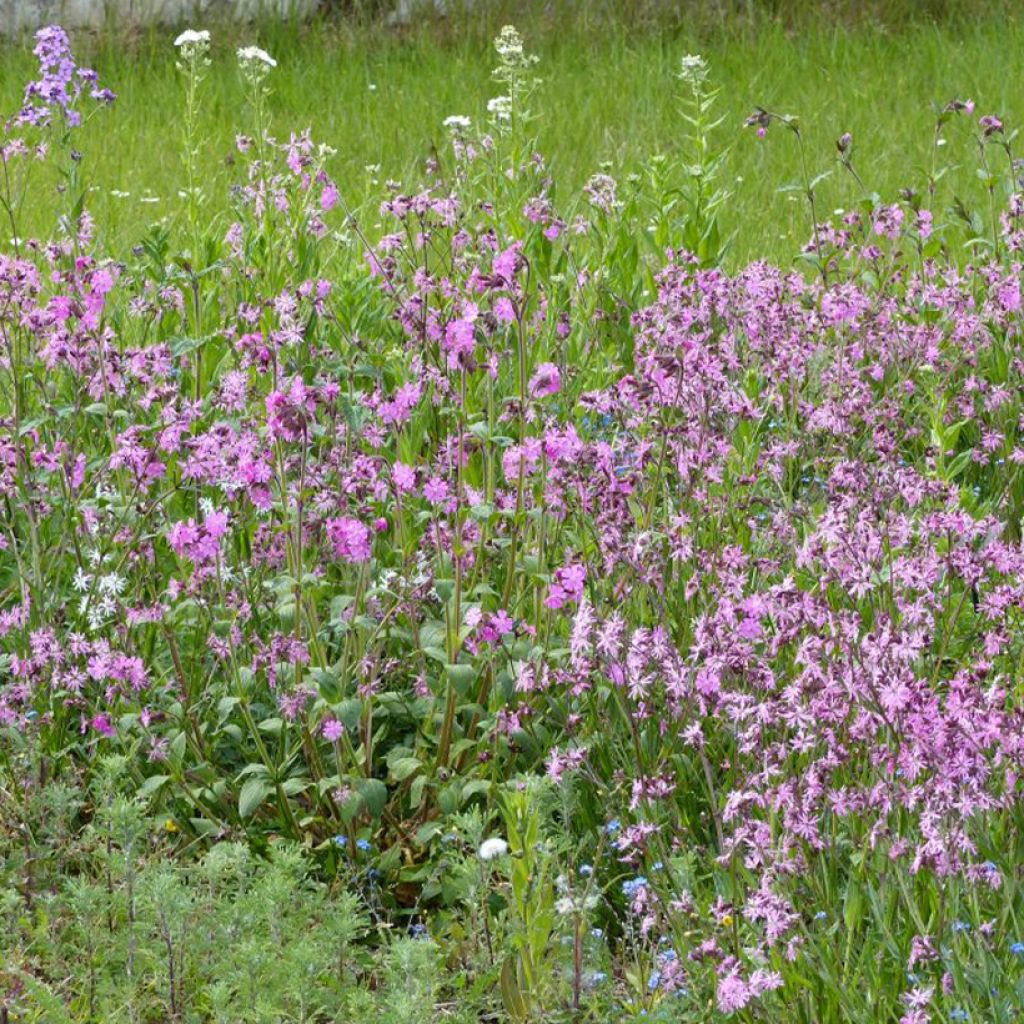Mezcla de flores silvestres Prados húmedos