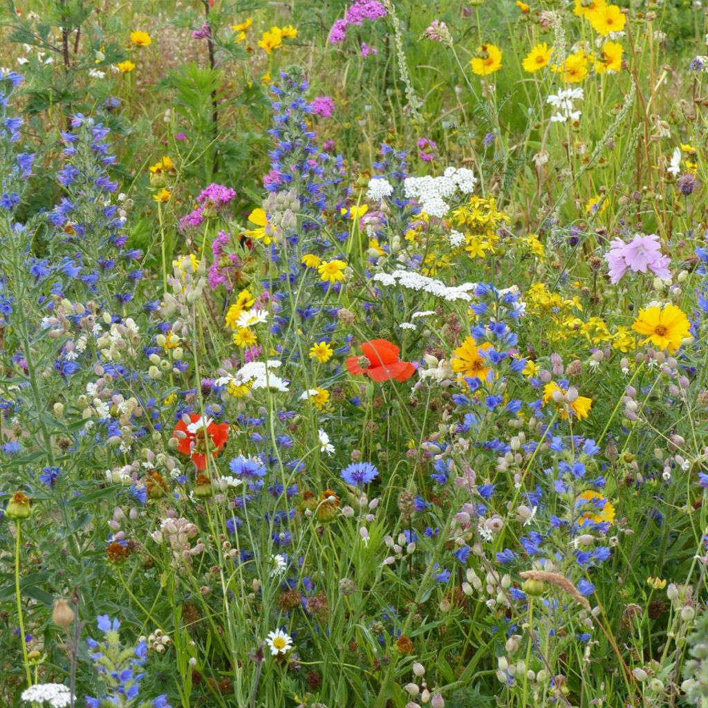 Mezcla de flores silvestres Todo Terreno