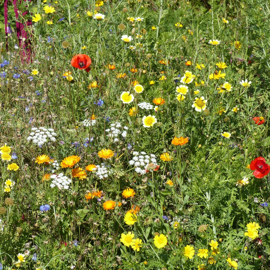 Mezcla de flores silvestres Origen Francia