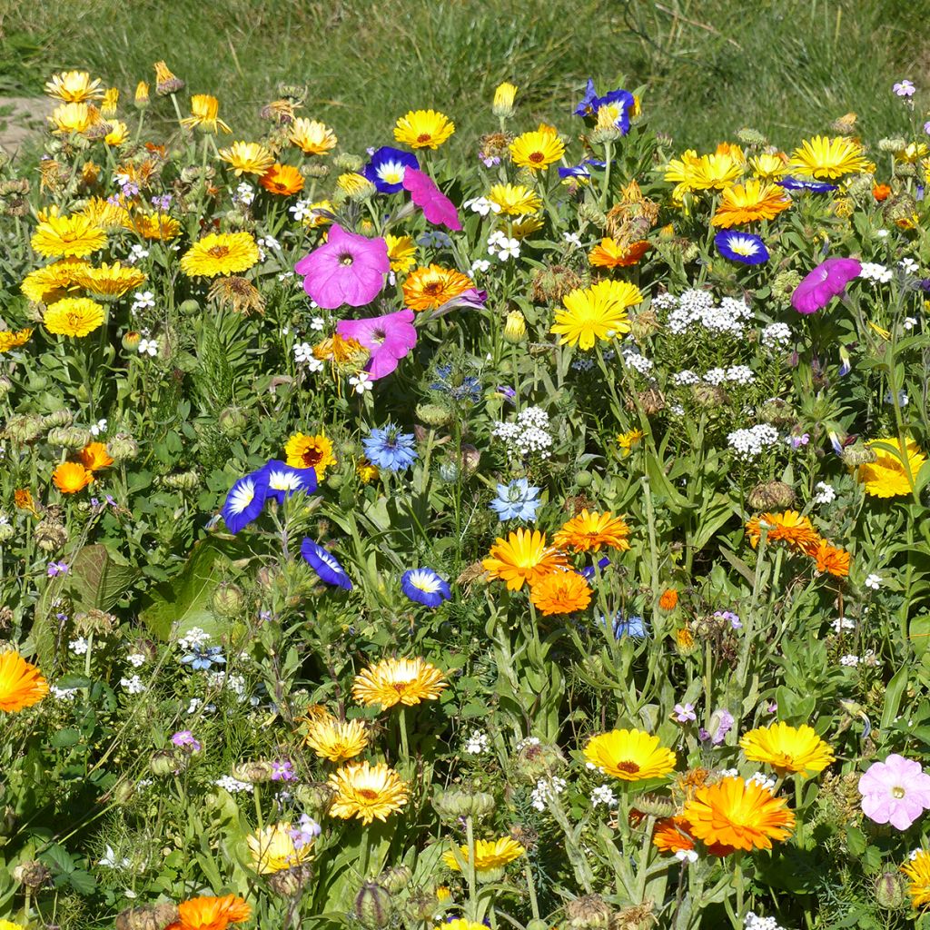 Mezcla de flores tapizantes anuales y viváceas de producción francesa.