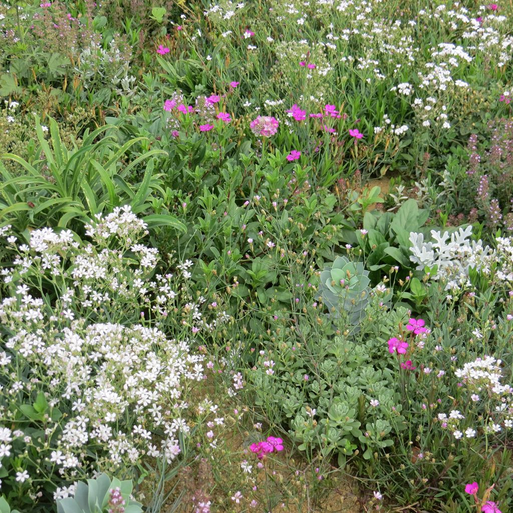 Mezcla de flores viváceas Plantas cubresuelos, para suelos secos y superficiales
