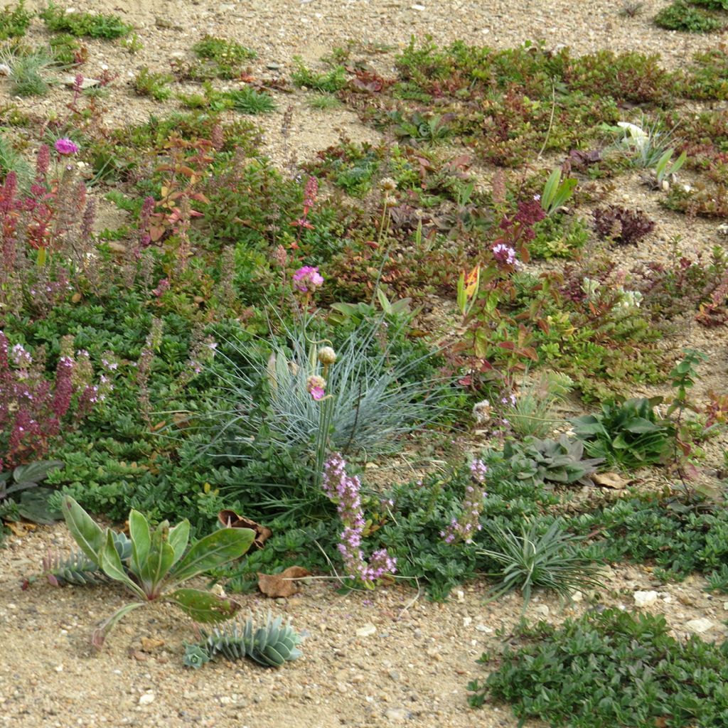 Mezcla de flores viváceas Plantas cubresuelos, para suelos secos y superficiales