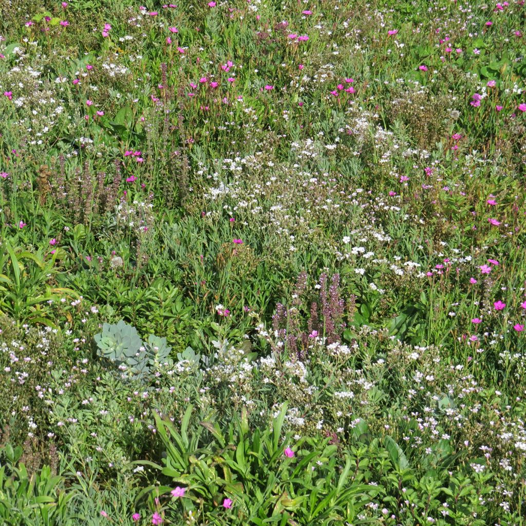 Mezcla de flores viváceas Plantas cubresuelos, para suelos secos y superficiales