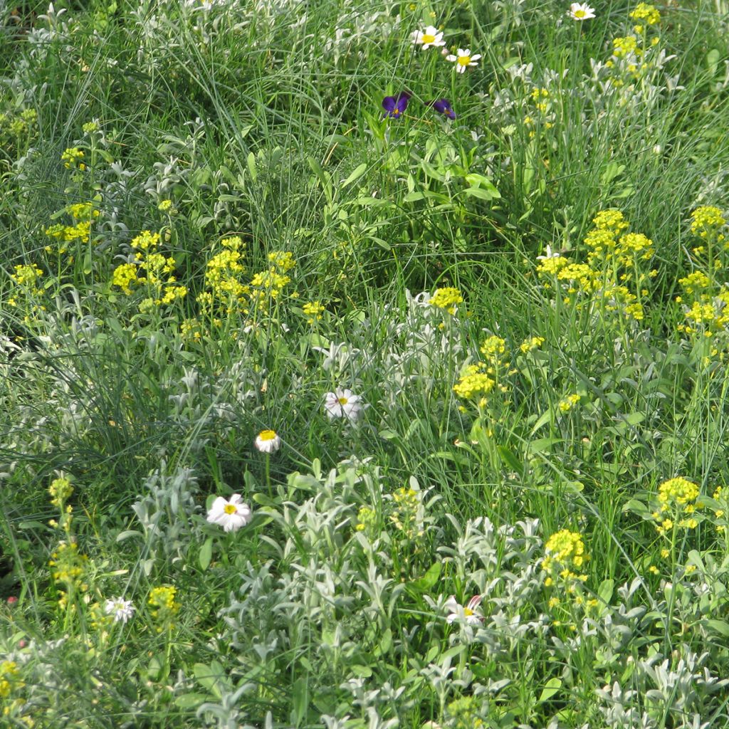 Mezcla de flores viváceas Plantas cubresuelos, para suelos secos y superficiales