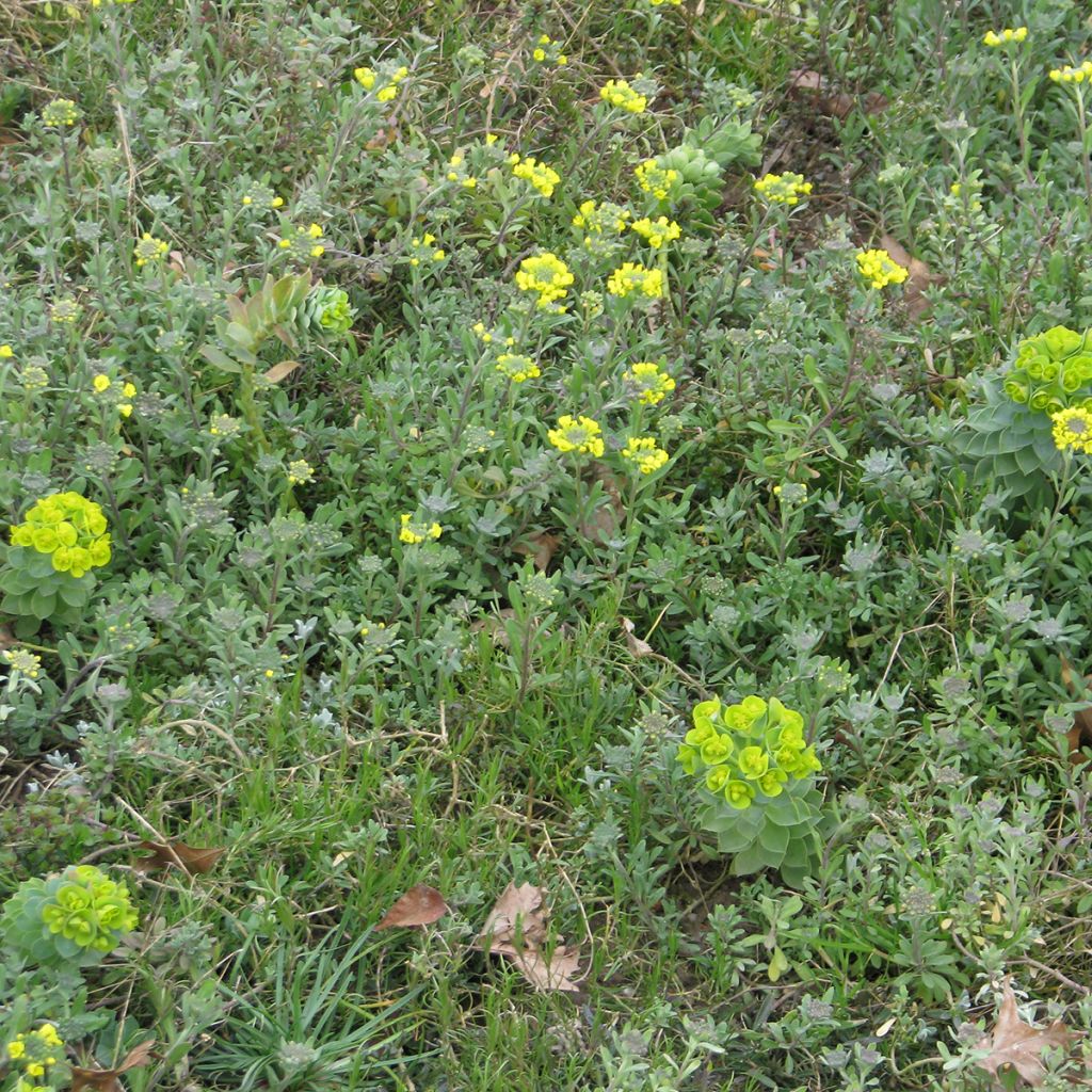 Mezcla de flores viváceas Plantas cubresuelos, para suelos secos y superficiales