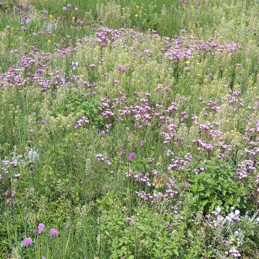 Mezcla de flores viváceas Plantas cubresuelos, para suelos secos y superficiales