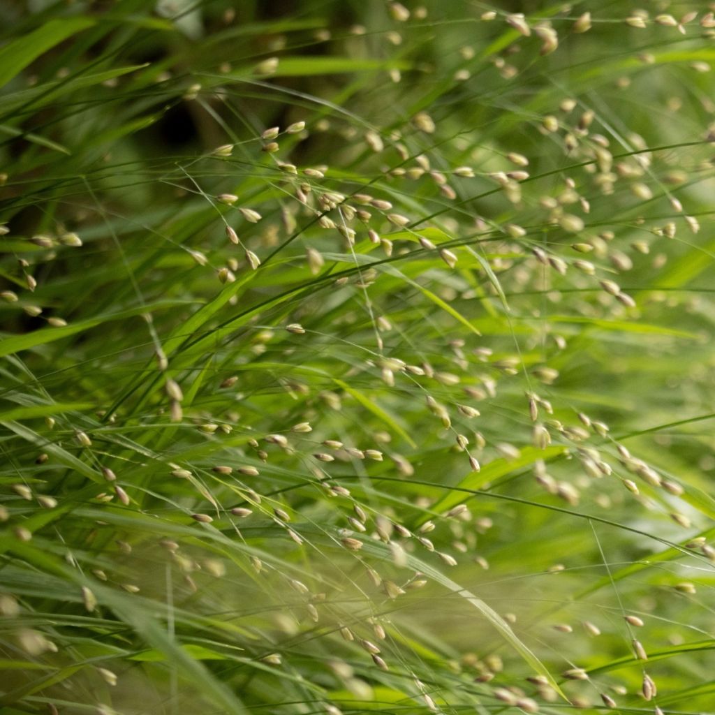 Melica uniflora var. albida