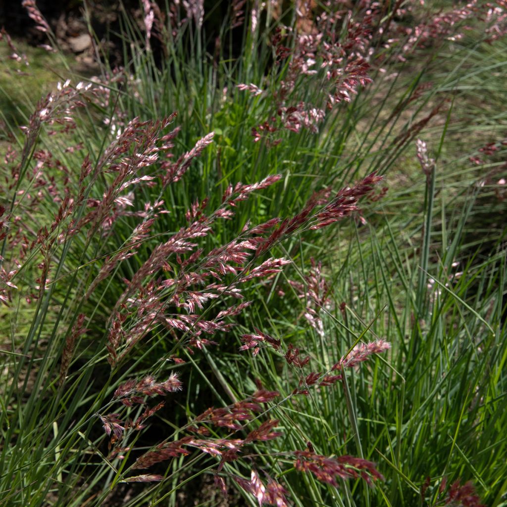Melinis nerviglumis