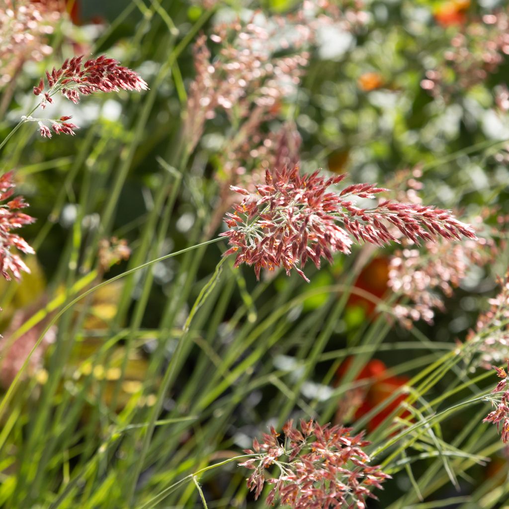 Melinis nerviglumis