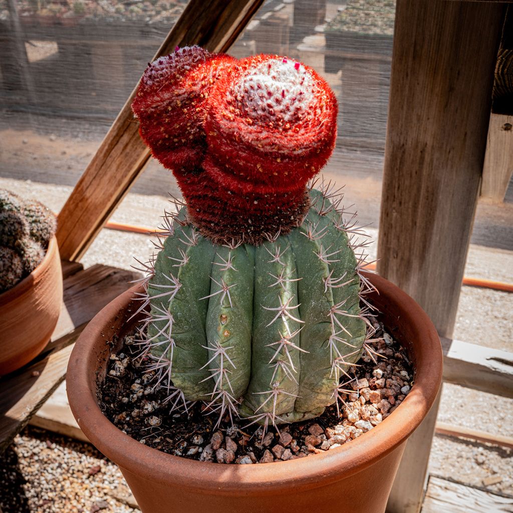 Cactus - Melocactus azureus