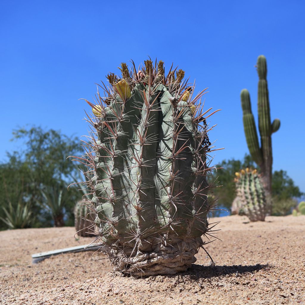 Cactus - Melocactus azureus