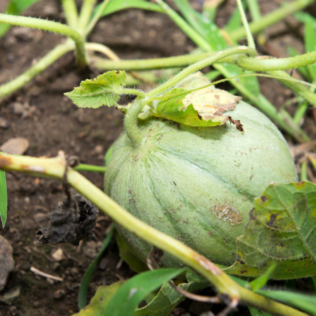 Melón Charentais - Vilmorin