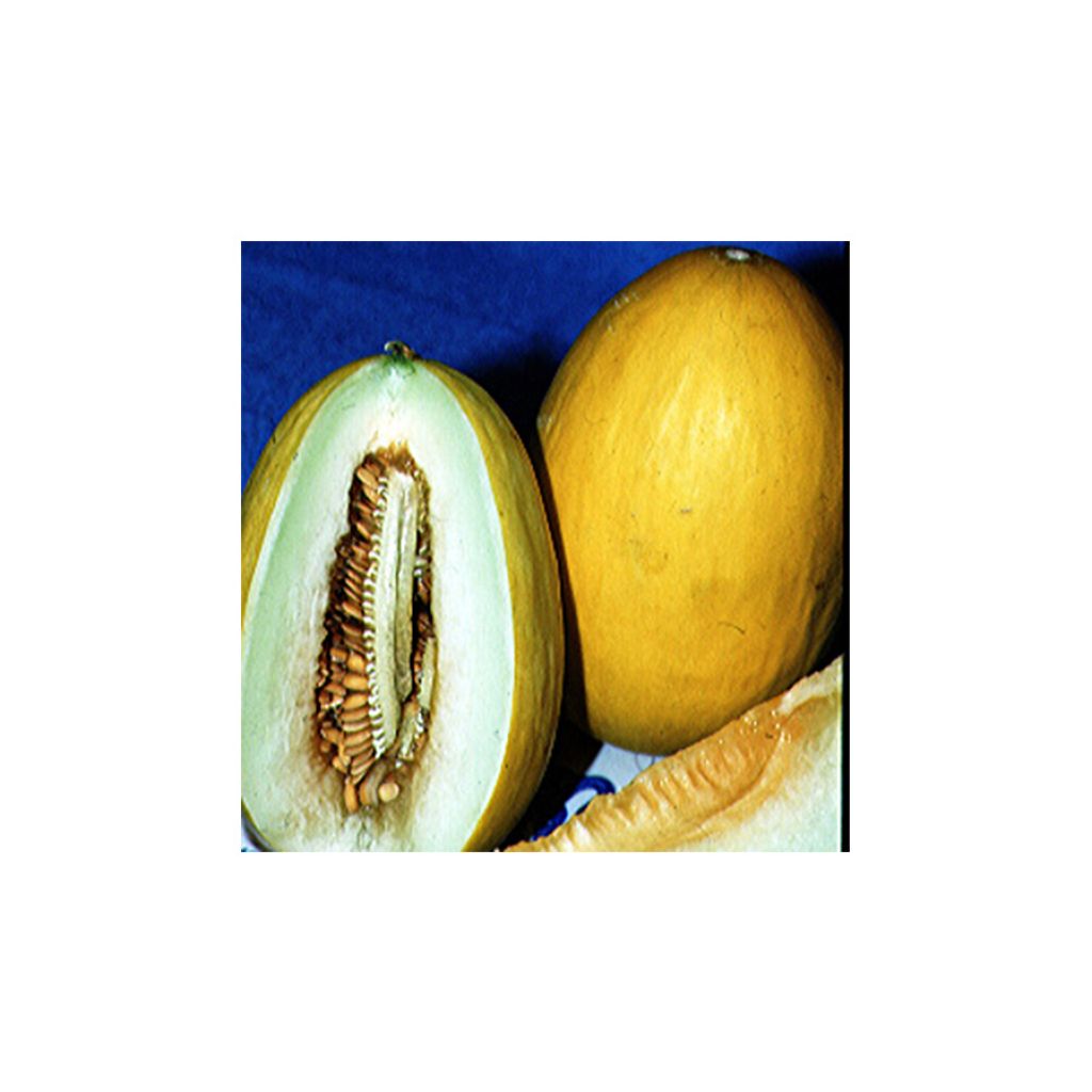 Melón Canari 2