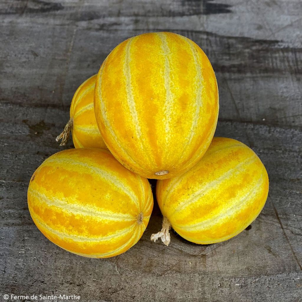 Melón Mango