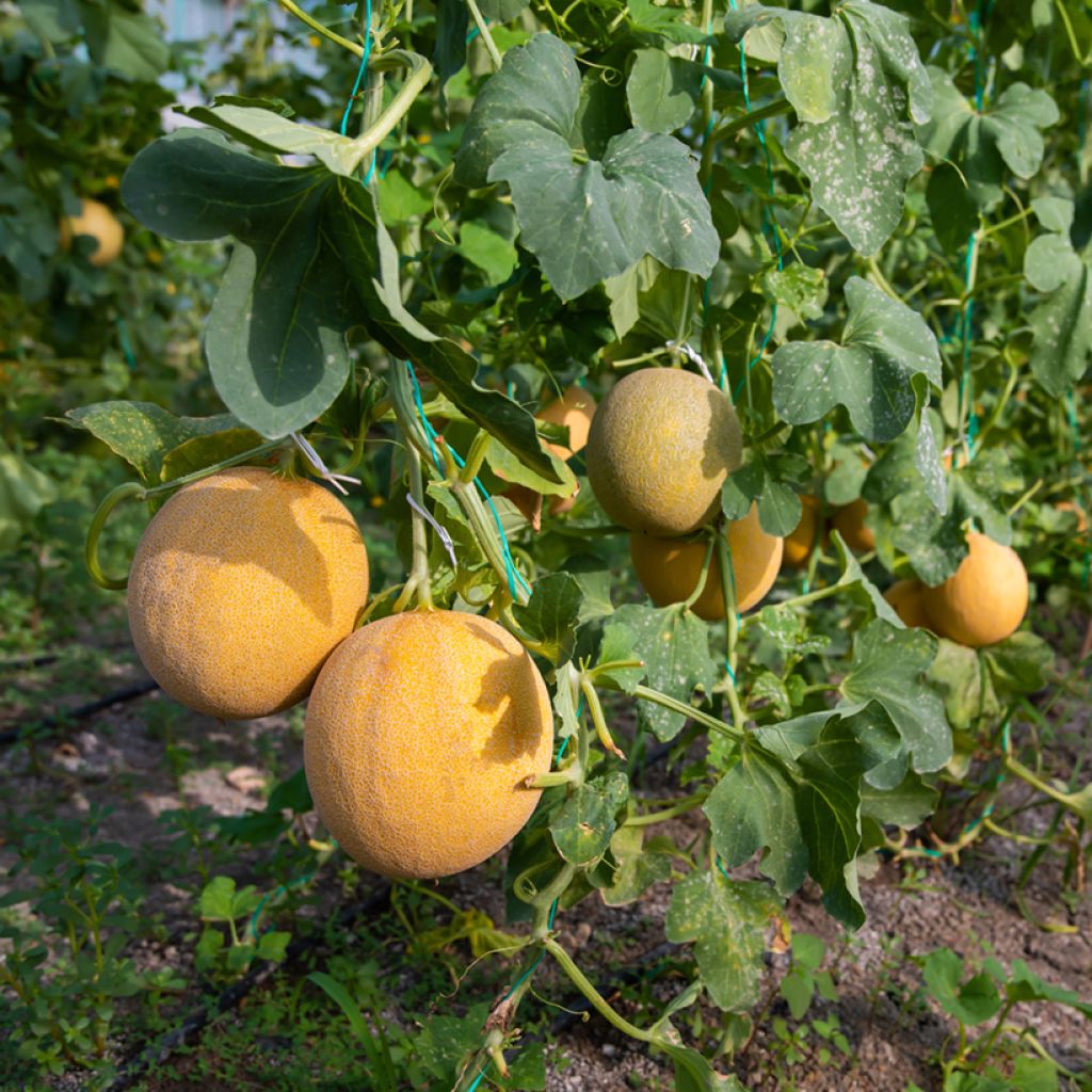 Melón Ogen