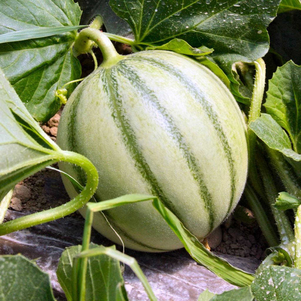 Melón Savor