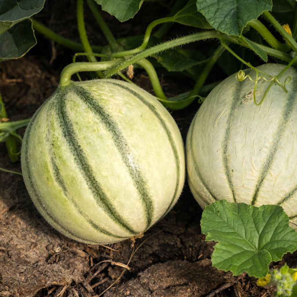 Melón Savor