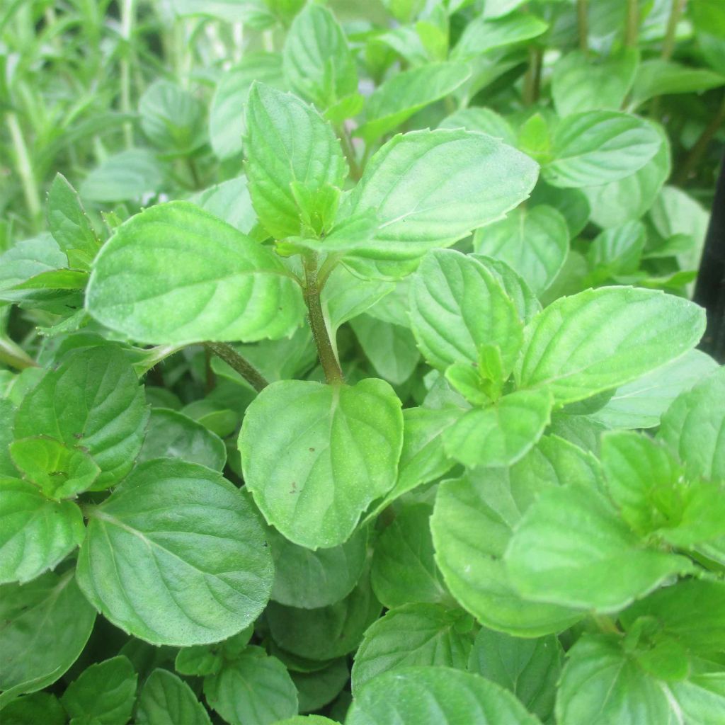 Menta Chartreuse