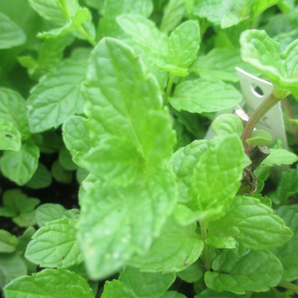 Menta china