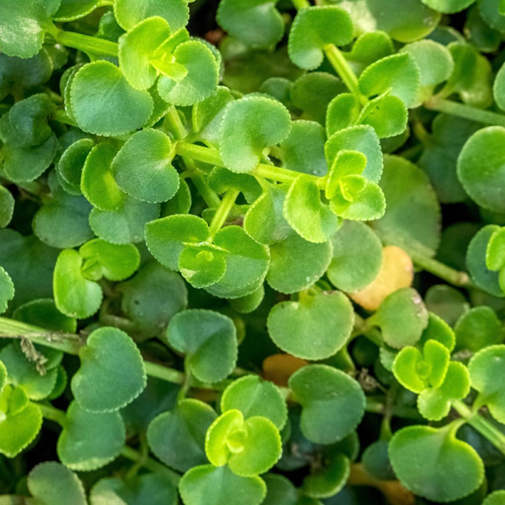 Menta corsa - Mentha requienii