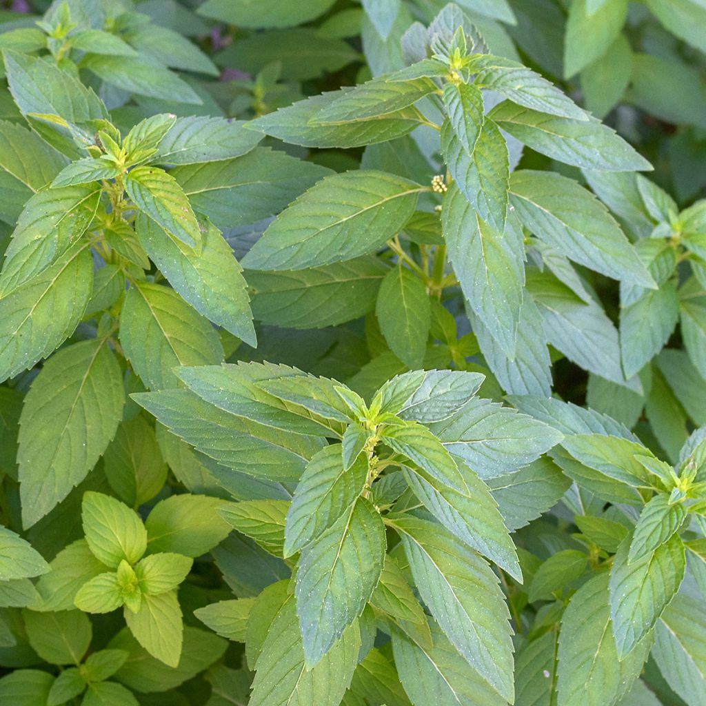 Menta silvestre plátano - Mentha arvensis