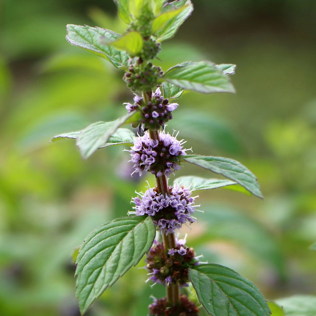 Menta silvestre plátano - Mentha arvensis