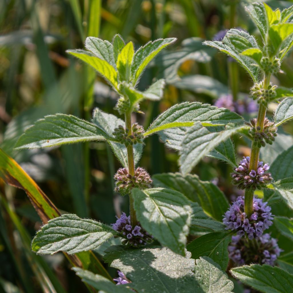 Menta silvestre plátano - Mentha arvensis