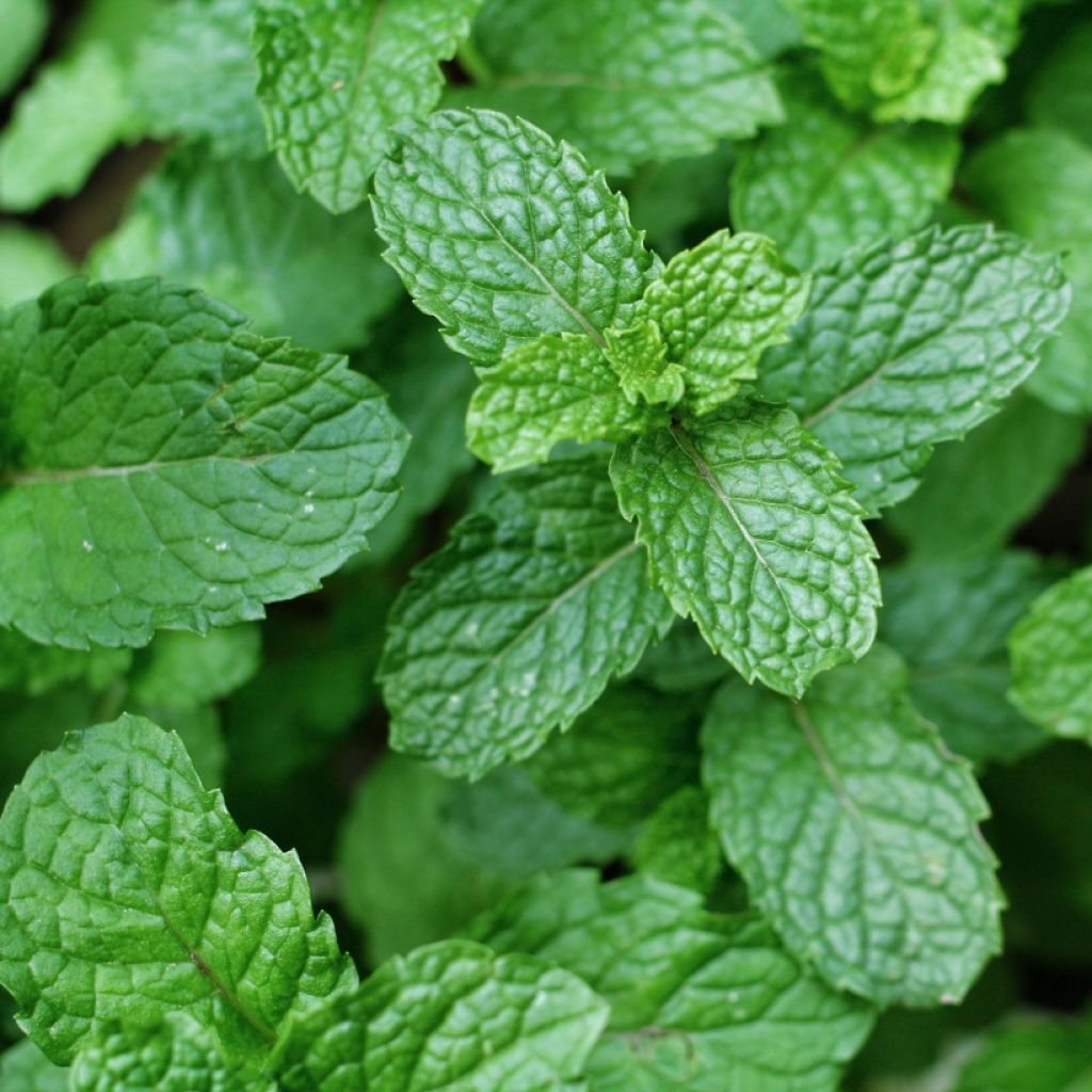 Menta española