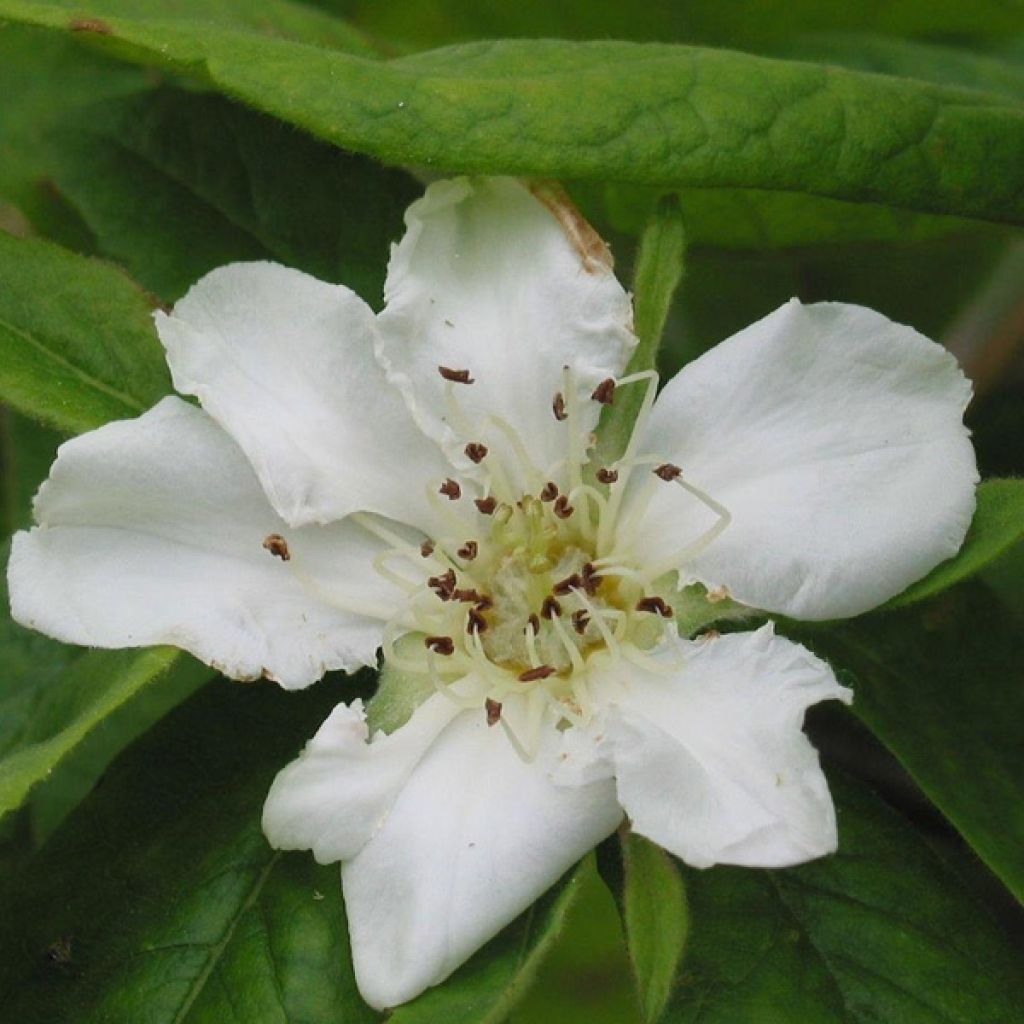 Níspola - Mespilus germanica