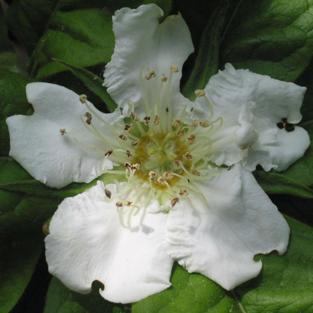 Níspola - Mespilus germanica
