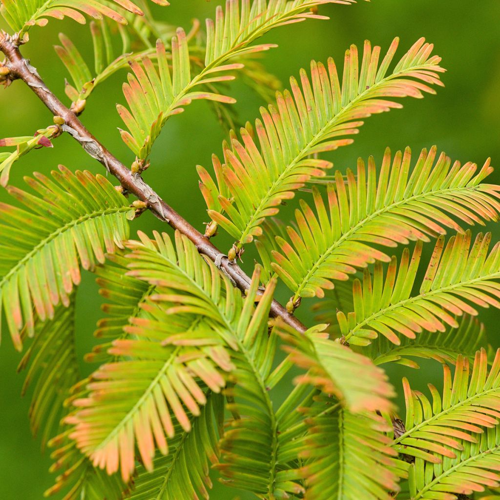 Metasequoia glyptostroboides (semillas) - Metasecuoya