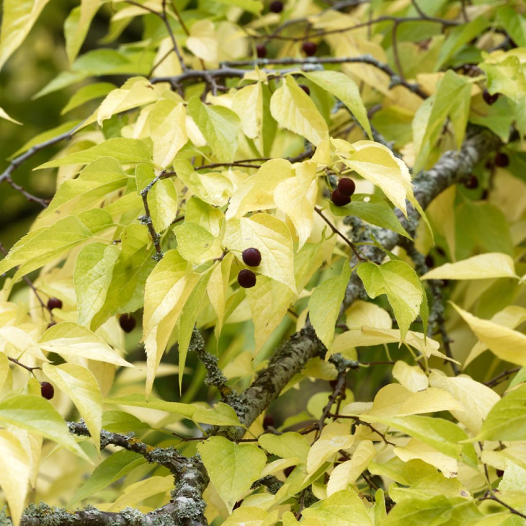 Celtis occidentalis