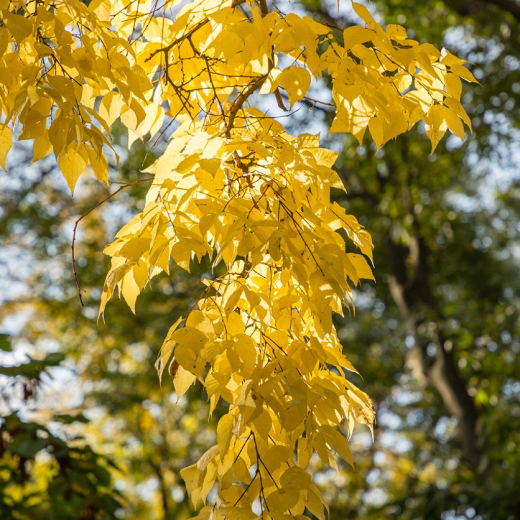 Celtis occidentalis
