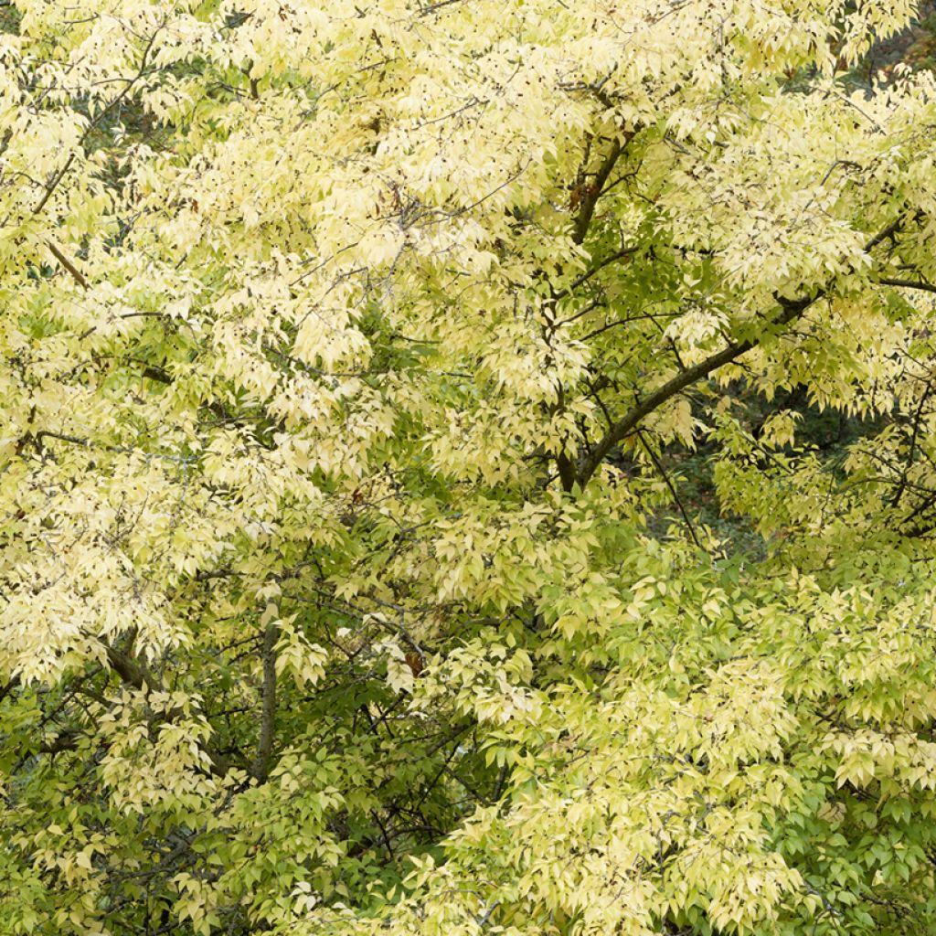 Celtis occidentalis