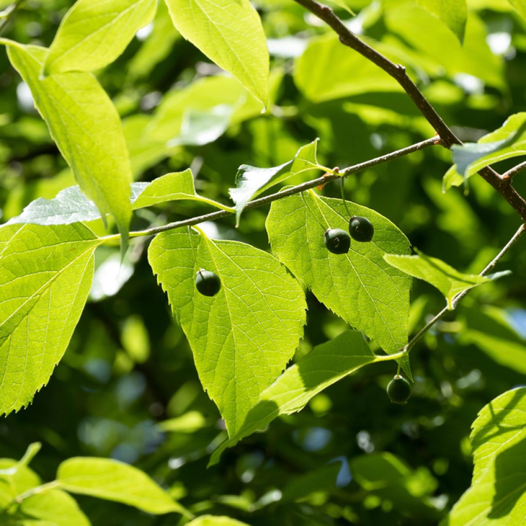 Celtis occidentalis