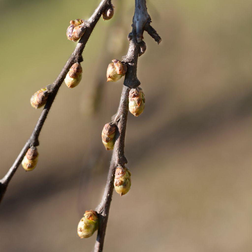 Celtis occidentalis