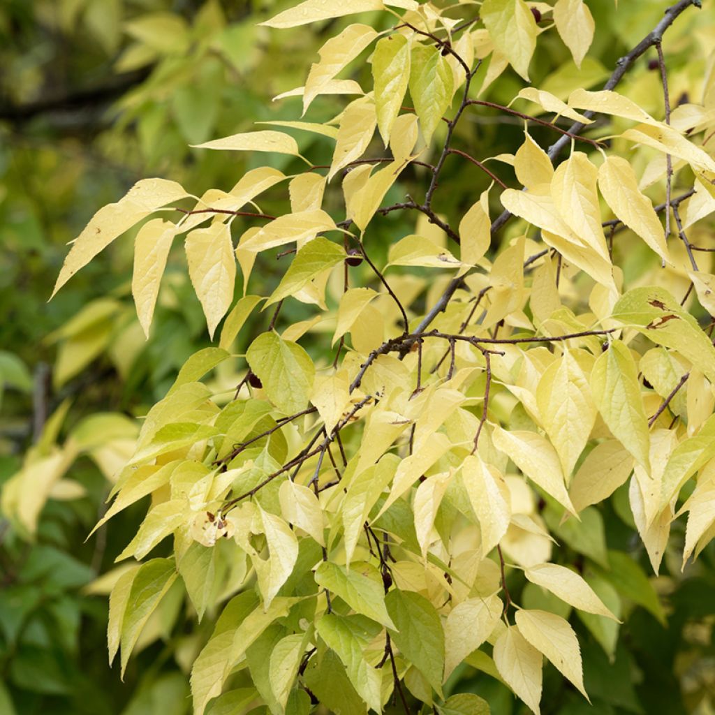 Celtis occidentalis