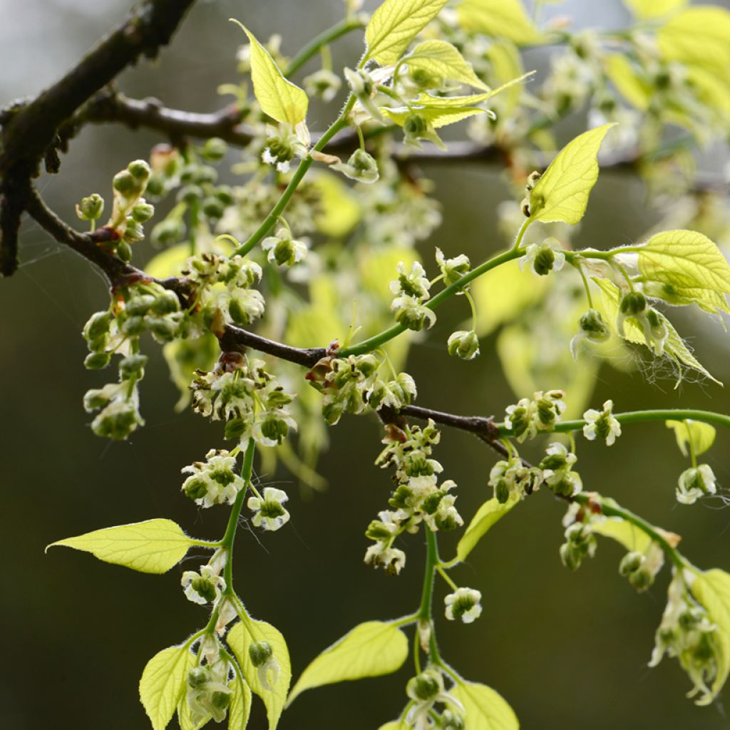 Celtis occidentalis