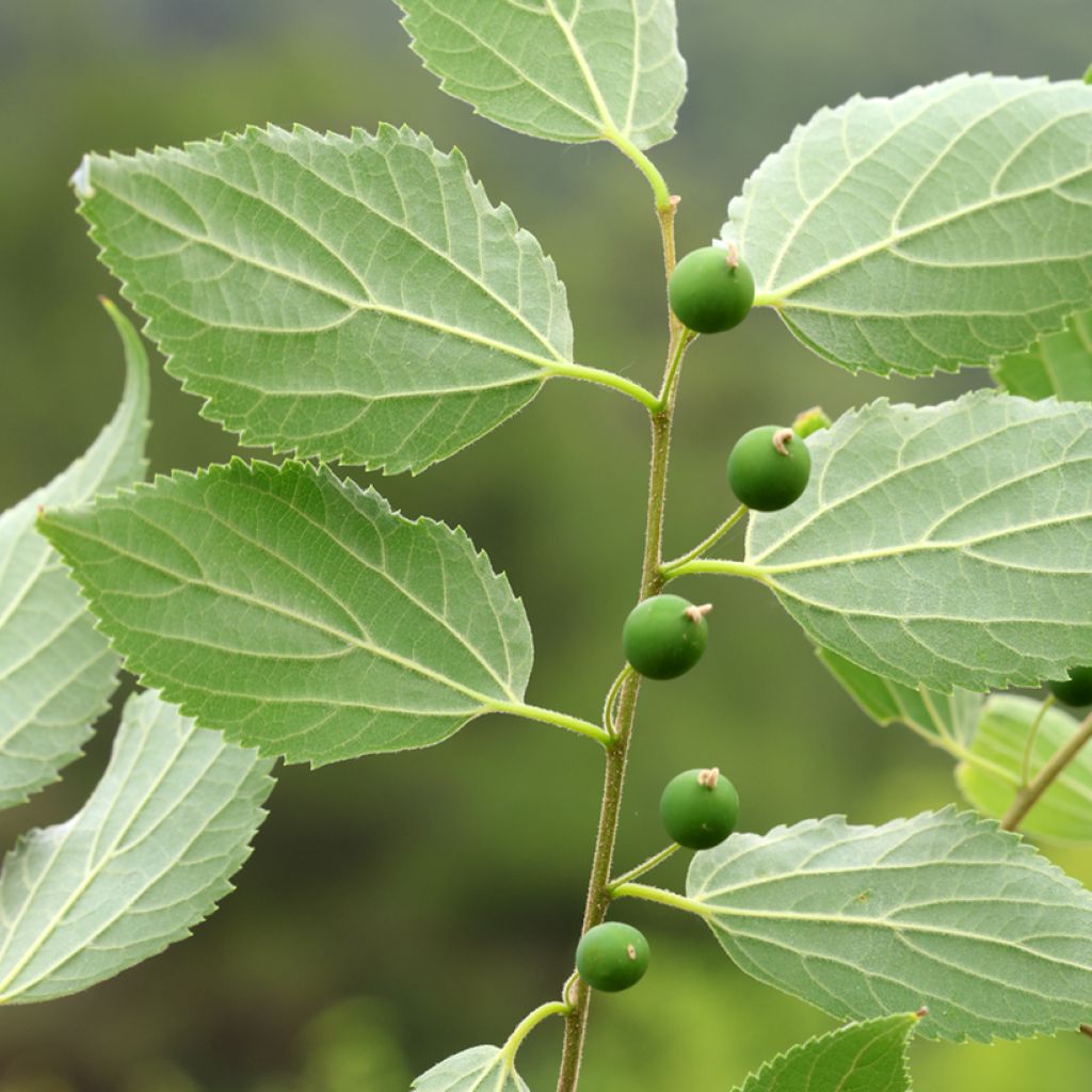 Celtis occidentalis