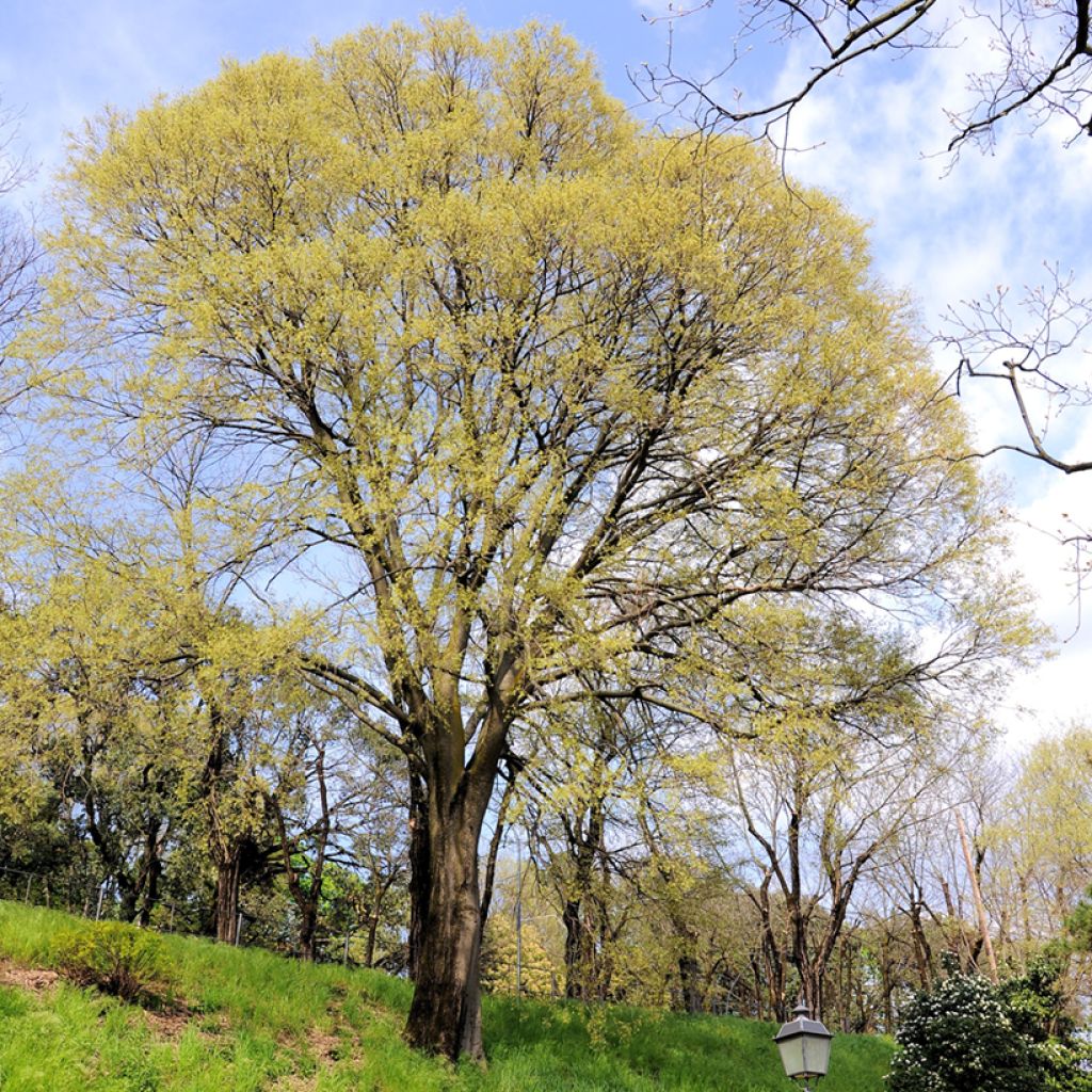 Celtis occidentalis