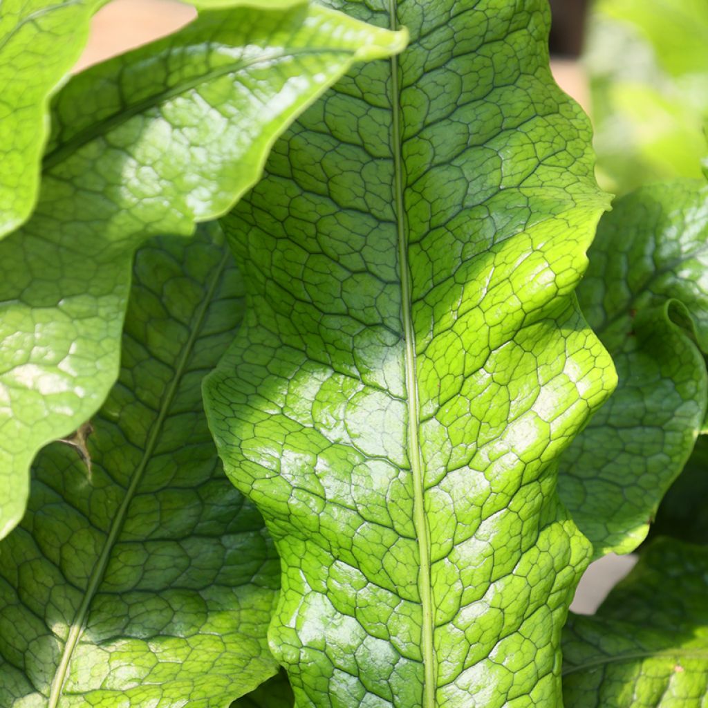 Microsorum musifolium Crocodyllus - Helecho Cocodrilo