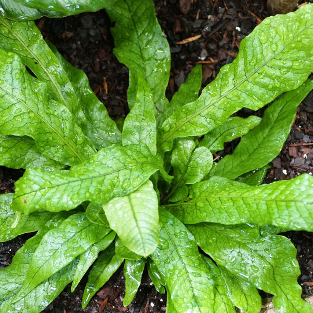 Microsorum musifolium Crocodyllus - Helecho Cocodrilo
