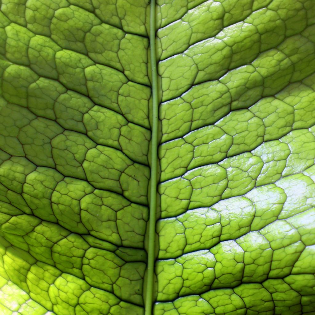 Microsorum musifolium Crocodyllus - Helecho Cocodrilo