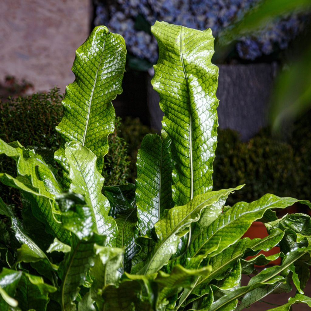 Microsorum musifolium Crocodyllus - Helecho Cocodrilo