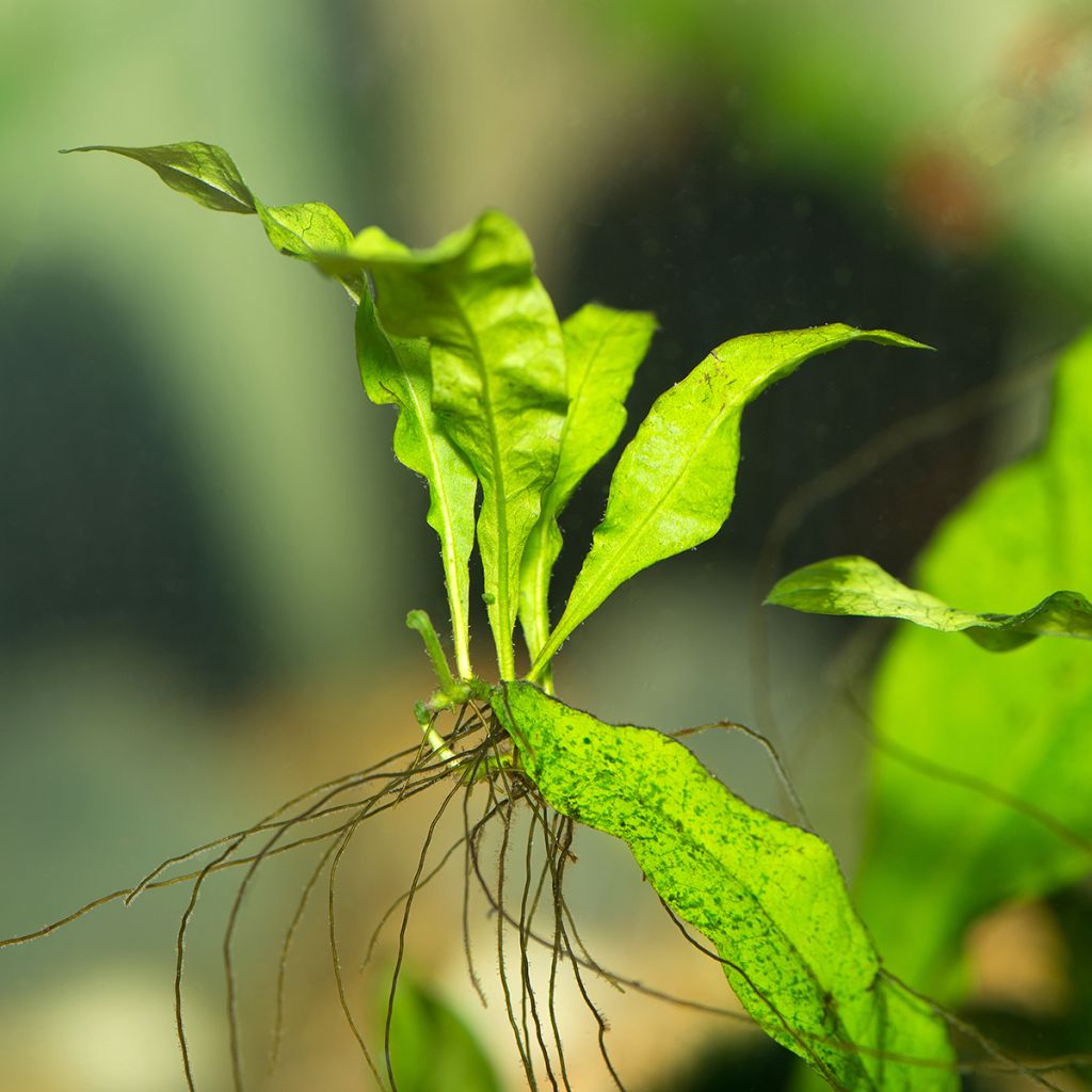 Helecho de java - Microsorum pteropus