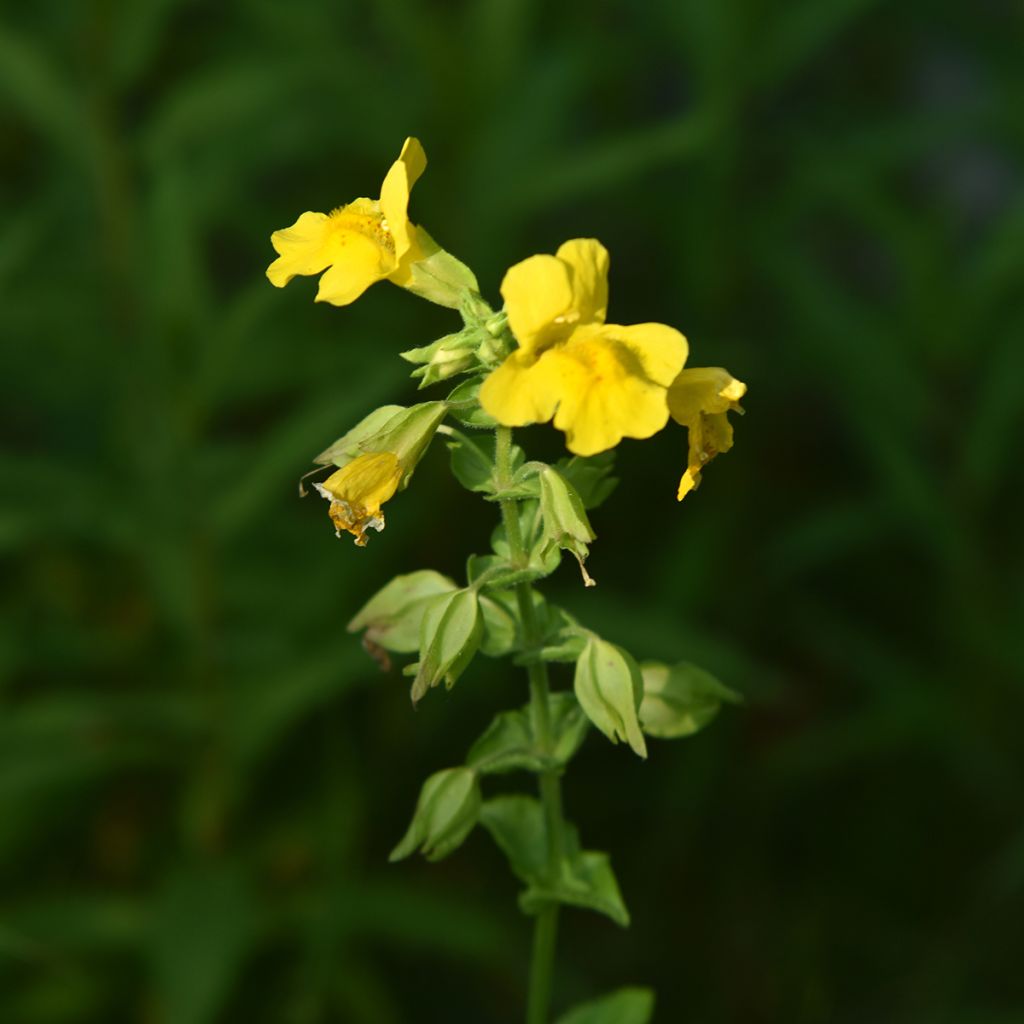 Mimulus luteus - Mímulo
