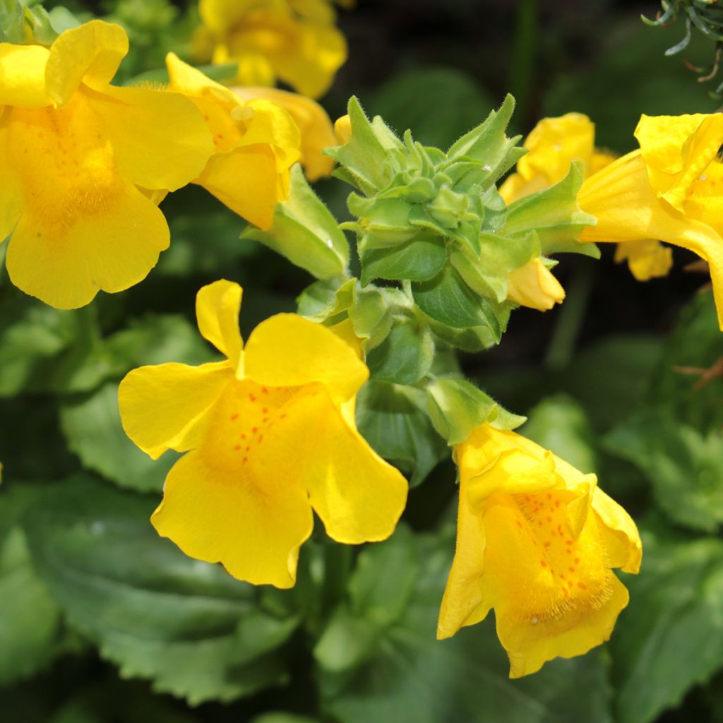 Mimulus luteus - Mímulo
